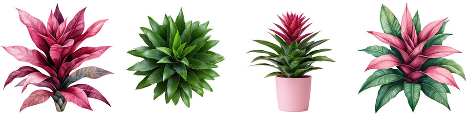 Fototapeta premium Vibrant Bromeliad Plant with Lush Foliage on Isolated White Background