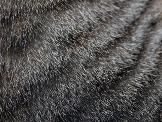 Close-up of cat fur texture indoor environment nature photography detailed view animal concept for pet lovers seo impact
