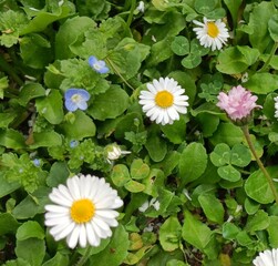 white daisies in a garden