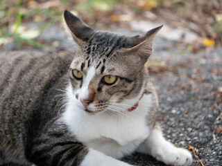 Curious cat observing surroundings in a natural outdoor setting photography close-up relaxed atmosphere feline behavior