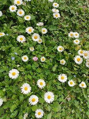 field of daisies