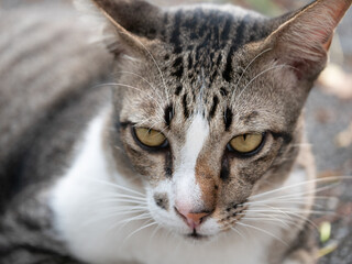 Obraz premium Curious cat portrait urban setting animal photography natural light close-up view expressive features for pet lovers