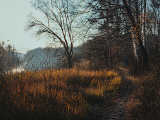 Autumn forest path with sunlight