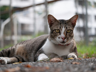 Cat relaxing outdoors urban environment wildlife photography natural setting close-up view feline serenity for pet lovers