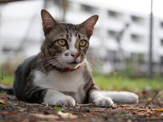 Curious cat observing its surroundings urban garden photography outdoor ground level feline behavior exploration