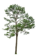 Obraz premium Pine tree isolated on white background. This has clipping path.