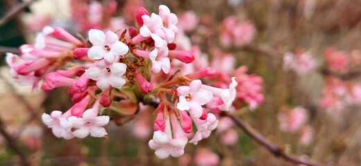 Obraz premium schneeball