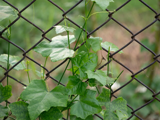 Vibrant green vines climbing a chain-link fence urban setting nature capture close-up growth concept