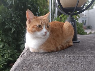 A ginger cat comfortably sitting on the top of a wall