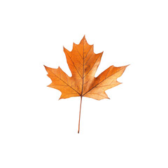 Fototapeta premium Dried orange maple leaf on black background Isolated on transparent background