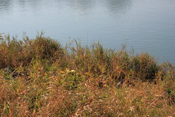 reeds in the water