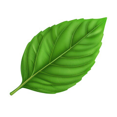 Fototapeta premium Green leaf with detailed texture and vibrant color Isolated on transparent background