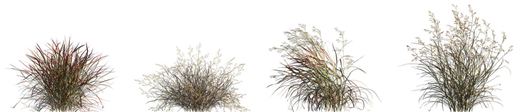 Set of Panicum virgatum (commonly known as switchgrass) isolated frontal png on a transparent background perfectly cutout