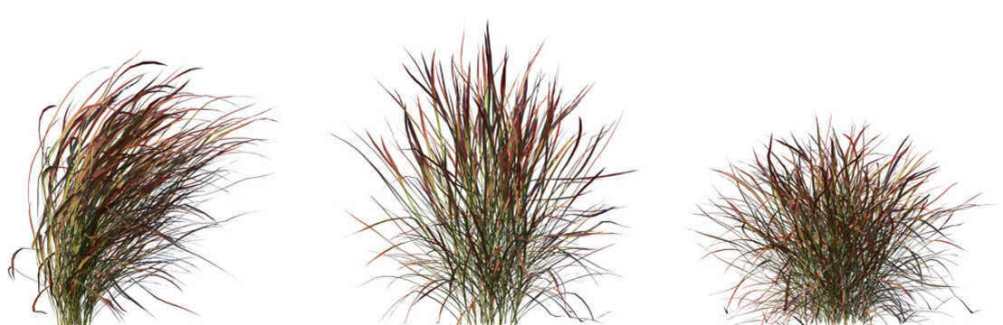 Set of Panicum virgatum (commonly known as switchgrass) isolated frontal png on a transparent background perfectly cutout