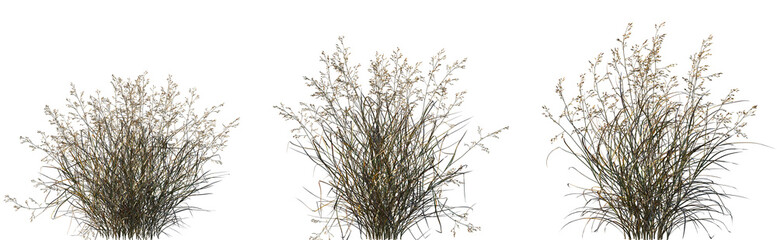 Set of Panicum virgatum (commonly known as switchgrass) isolated frontal png on a transparent background perfectly cutout