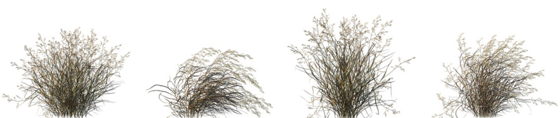 Set of Panicum virgatum (commonly known as switchgrass) isolated frontal png on a transparent background perfectly cutout