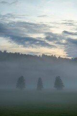 morning mist over the field