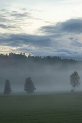 Fototapeta premium trees in fog