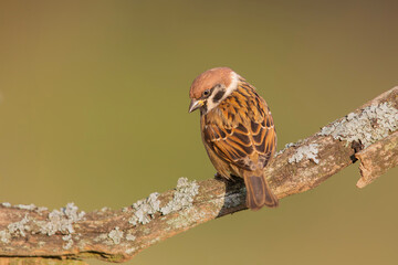 Mazurek, wróbel mazurek, wróbel polny, (passer montanus) / Eurasian tree sparrow