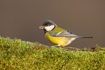 Bogatka, sikora bogatka, great tit (Parus major) © Michal Przystas