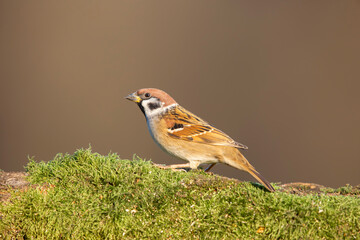 Mazurek, wróbel mazurek, wróbel polny, (passer montanus) / Eurasian tree sparrow