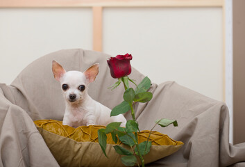 A little Chihuahua dog in a romantic mood sits in a big chair next to a beautiful rose.