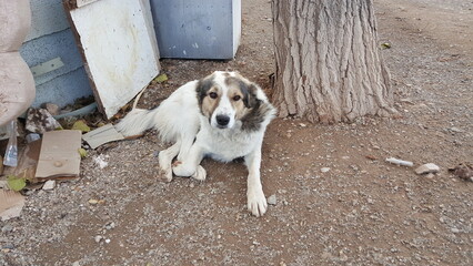 A playful dog resting near traditional Persian pots in a quiet courtyard, blending culture with a cozy natural scene.