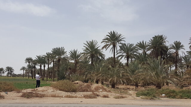 A cluster of palm trees under the bright sun in a desert oasis, offering shade and tranquility in a dry, arid region.