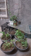 A cozy collection of potted plants on a balcony, showcasing urban gardening, natural beauty, and a tranquil space for relaxation.