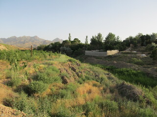 Lush green landscape with trees and bushes, creating a natural and refreshing environment.