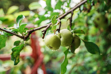 Obraz premium Green apples on a branch with raindrops.