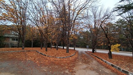 Middle East Technical University Campus in Autumn.