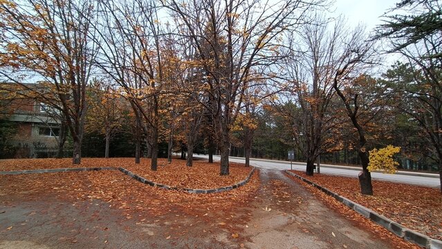 Middle East Technical University Campus in Autumn.