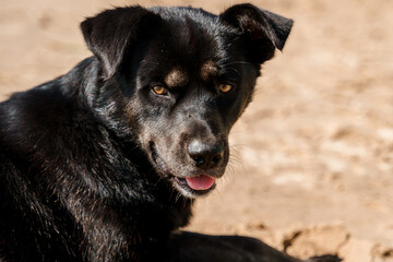 The black dog is playful and cheerful on the beach by the sea in summer.