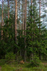Fototapeta premium Pines and firs in a picturesque coniferous forest