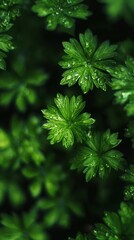 Green Leaves Dew Drops: A close-up shot of vibrant green leaves adorned with glistening dew drops, capturing the essence of nature's beauty and delicate details.  