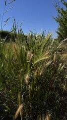 Fototapeta premium field in the wind