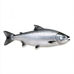 Obraz premium Fresh Silver Salmon Isolated on White Background