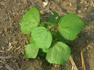 Young Green Plant Growing in Dry Soil Outdoors
