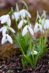 Fototapeta premium 花壇のスノードロップ