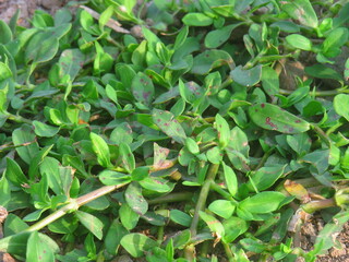 Close-Up of Lush Green Foliage in Bright Sunlight