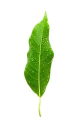 Obraz premium Macro Texture Green Leaves Rain Water Drops on Wet Leaf (Green Plant).