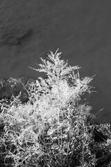 wild reeds growing along the river in black and white  film negative