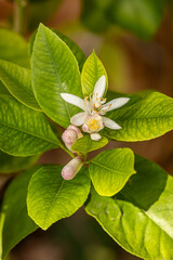 A close up of blossom on a lemon tree grown on a patio in Sussex