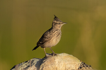Tepeli toygar,Galerida cristata) is a bird species belonging to the lark family. Crested lark
