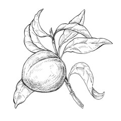 Sketch ink graphic peach on a branch illustration, draft silhouette drawing, black on white line art. Botanical vintage etching food design.