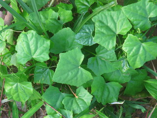 Close-Up of Lush Green Foliage in Bright Sunlight