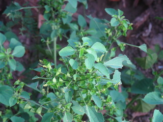 Close-Up of Lush Green Foliage in Bright Sunlight