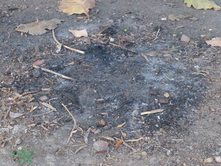 Autumn Leaves And Twigs Creating a Natural Woodland Floor