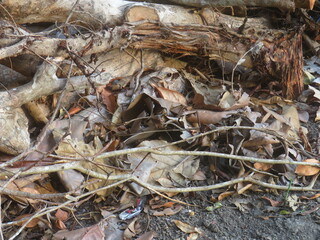 Autumn Leaves And Twigs Creating a Natural Woodland Floor